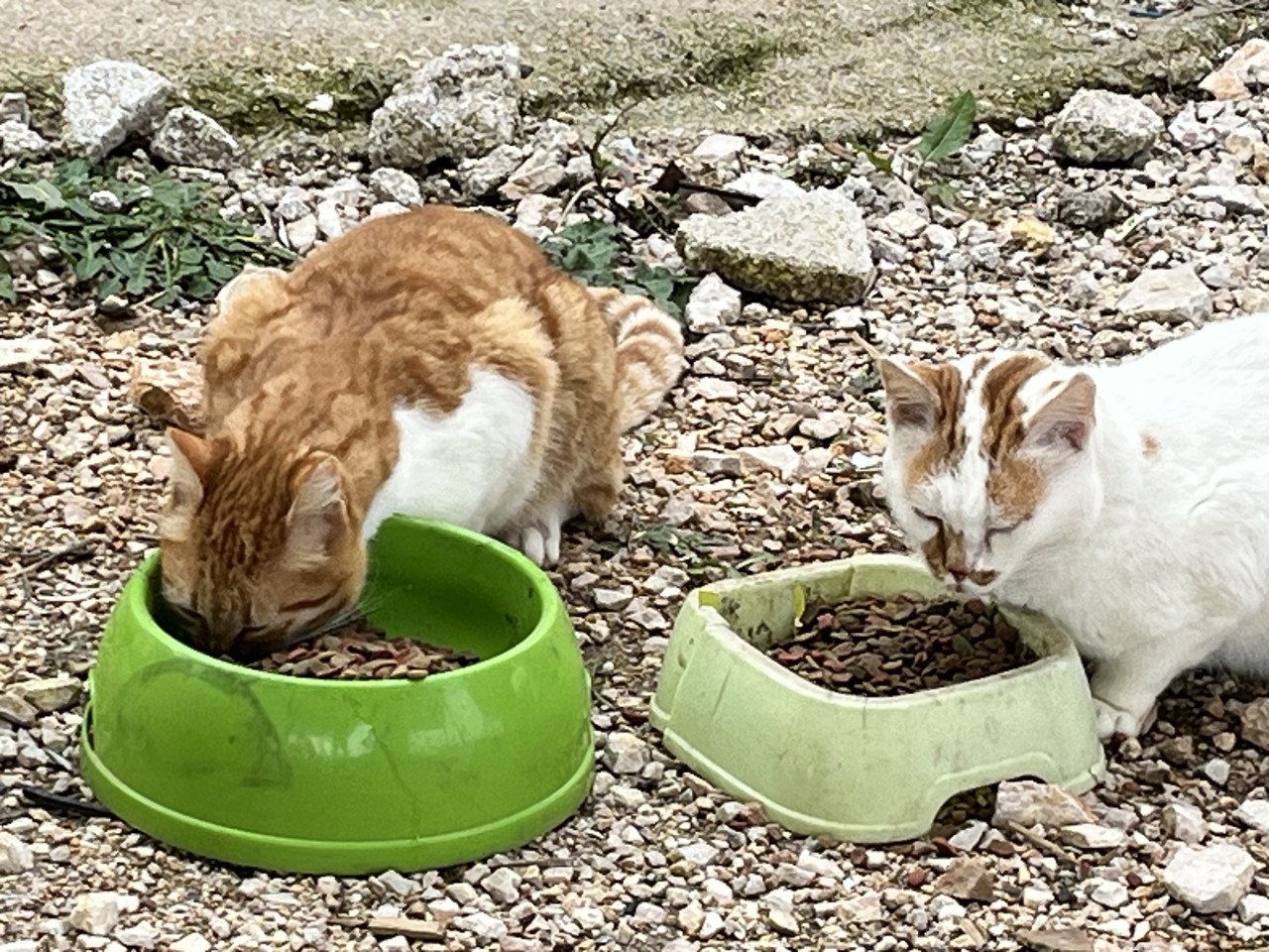 Lieve poes