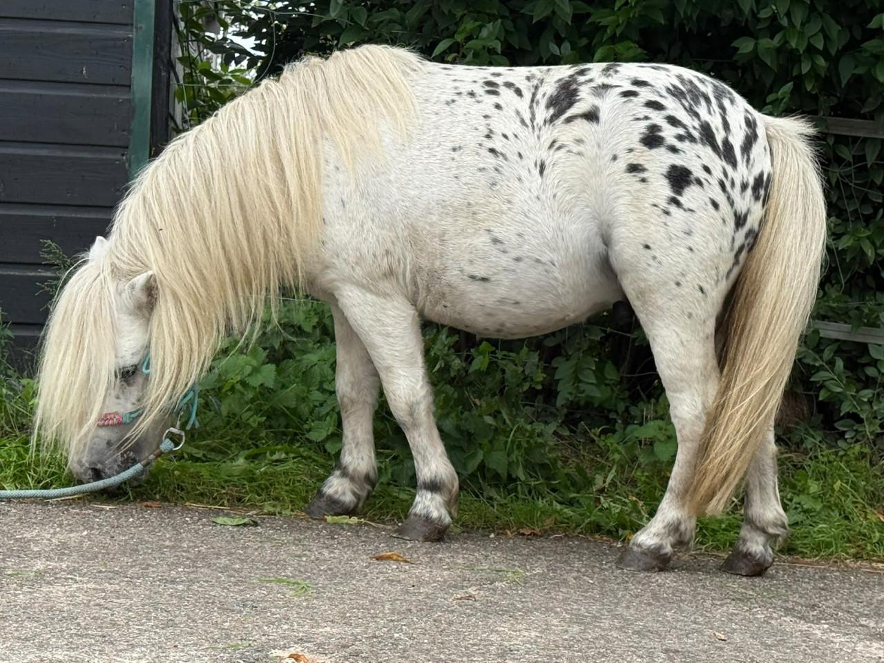 Prachtige mini Appaloosa hengst