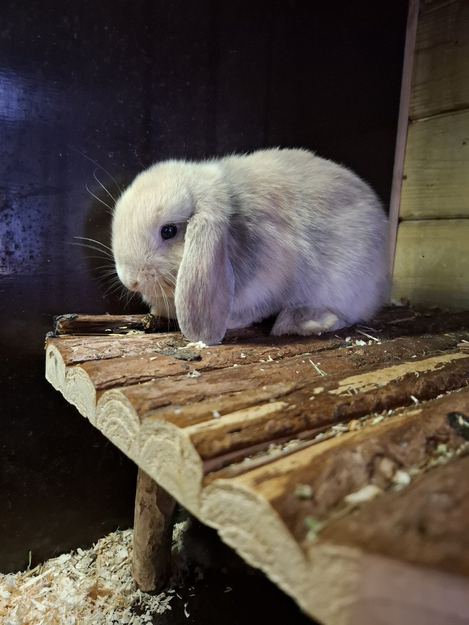 Prachtig lief nhd konijntje rammetje