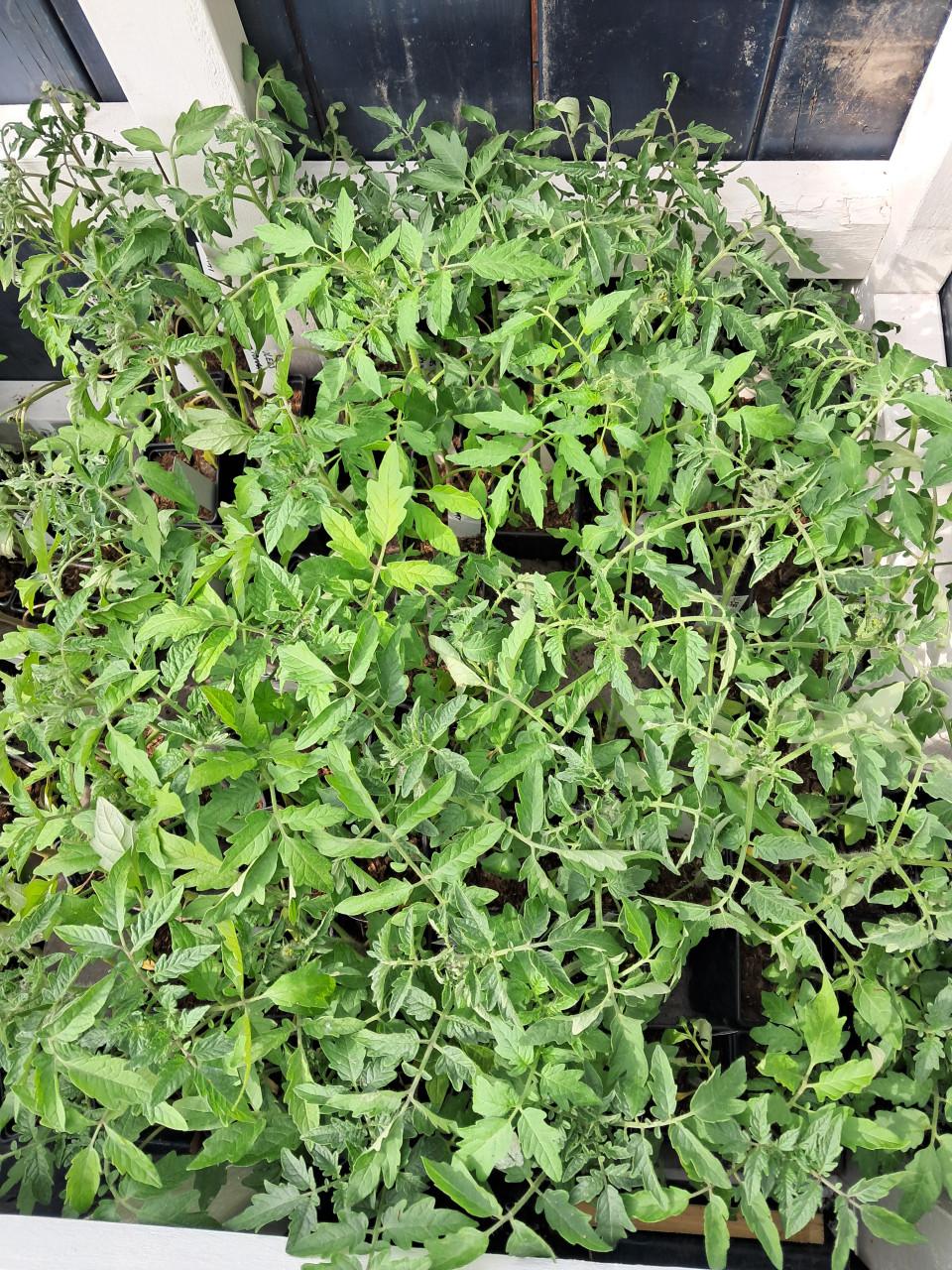 Tomatenplanten te koop