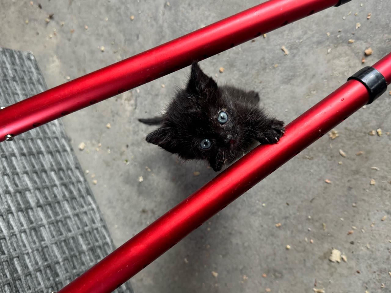 3 sociale kittens