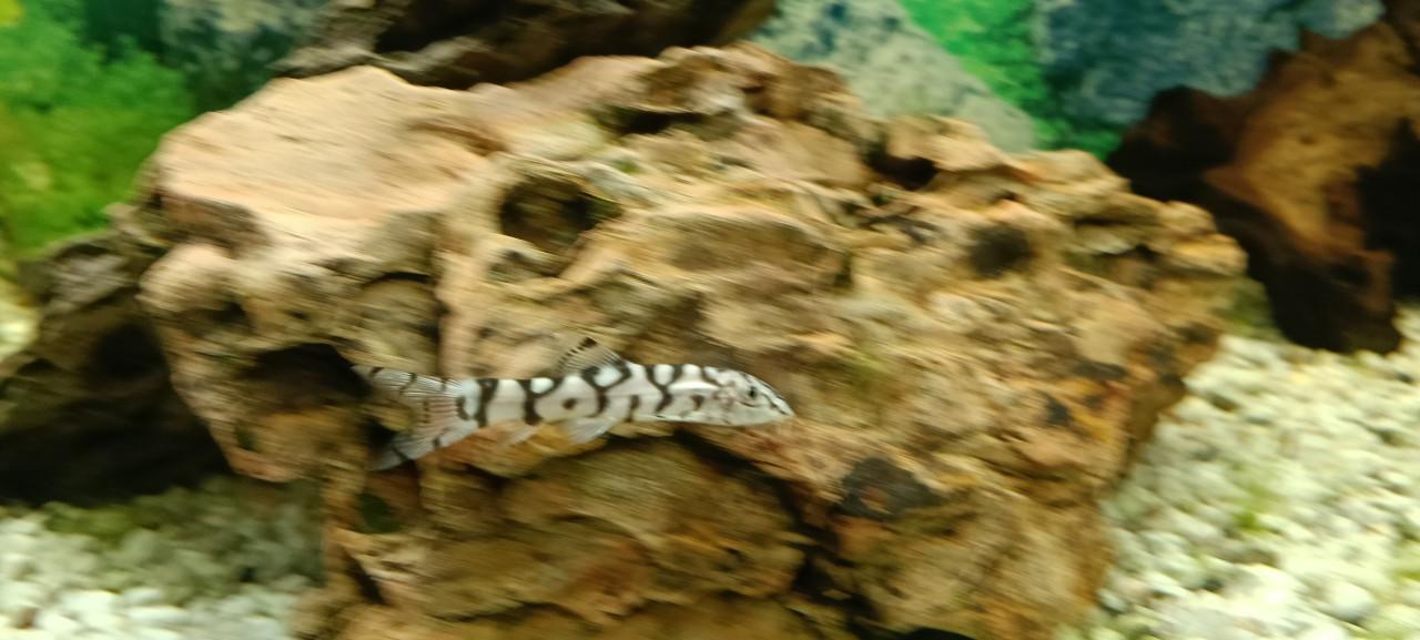 Juwel Rio 180 aquarium