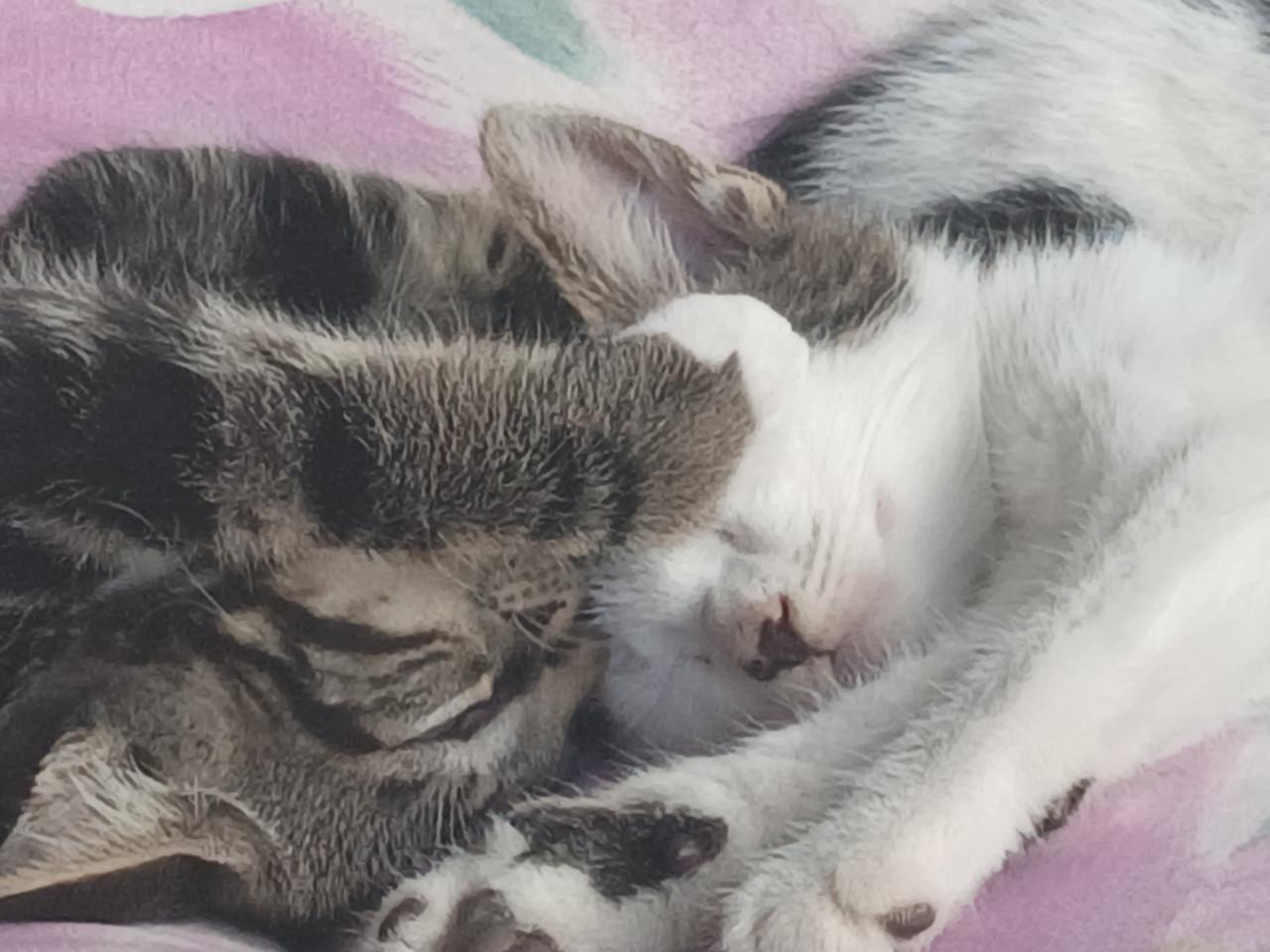 Kittens 24 april 2026