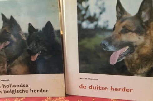 De duitse herder en de belgische en hollandse herder
