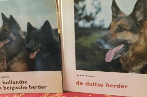 De duitse herder en de belgische en hollandse herder