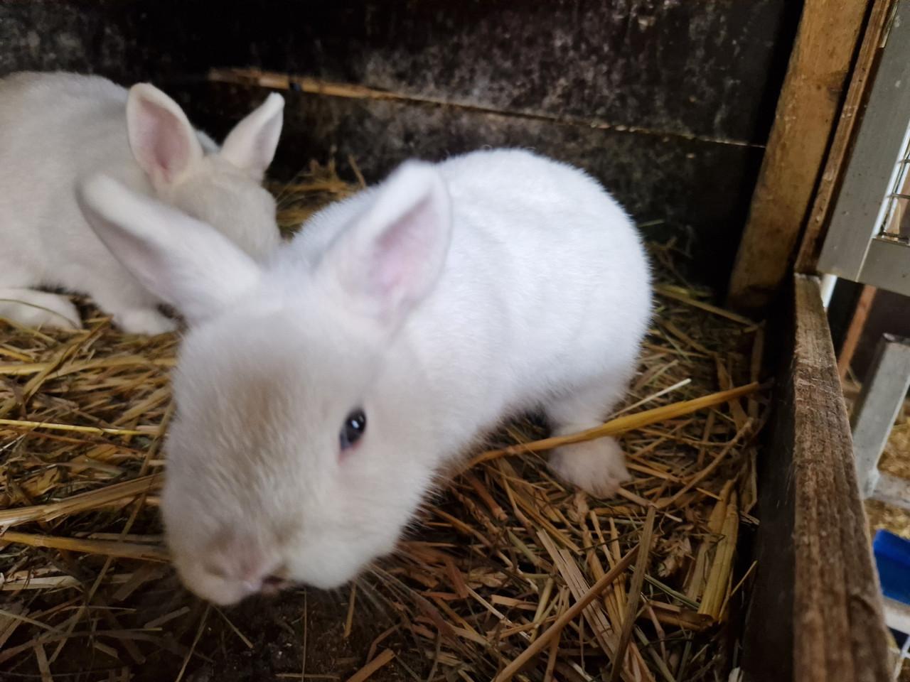 Lieve dwergkonijntjes