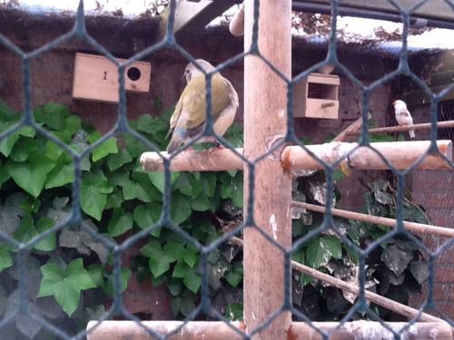 GEZOCHT drie kleur papegaai amadine m/p