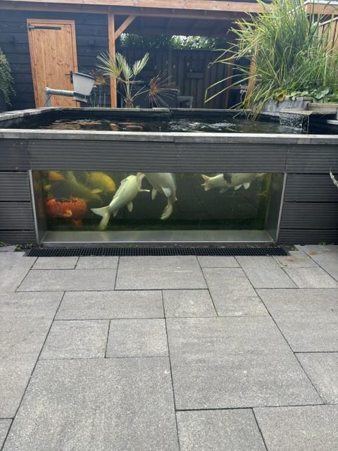 Koi vissen