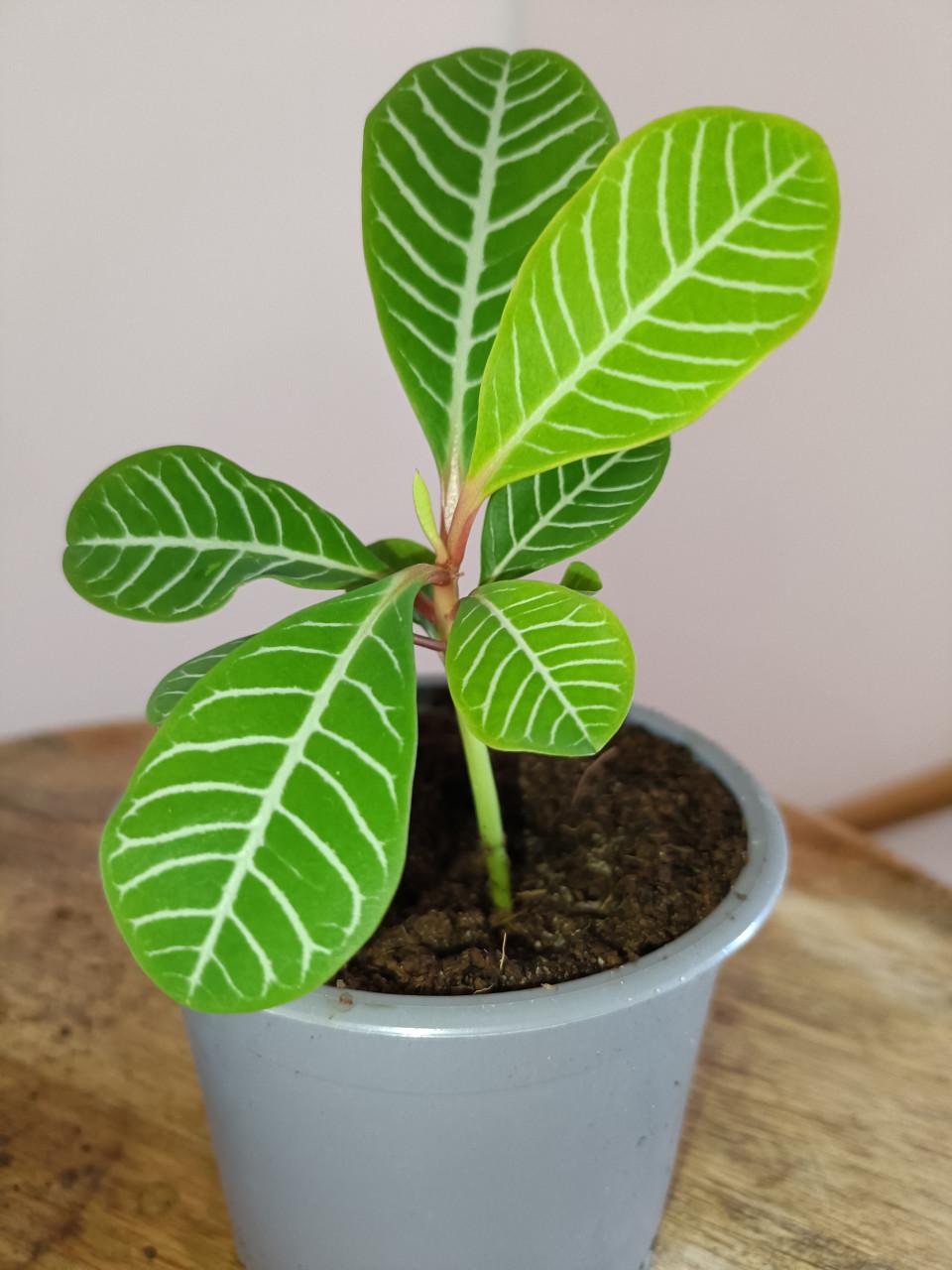 2x jonge Euphorbia