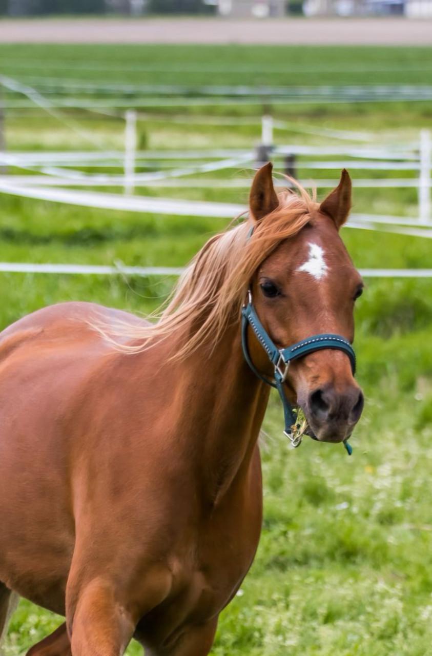 8 jarige B-welsh pony
