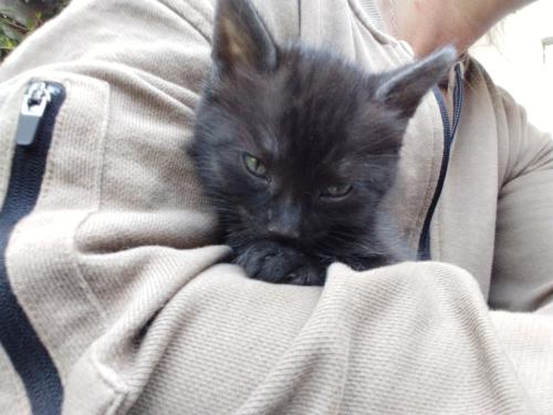 Kitten - mannetje