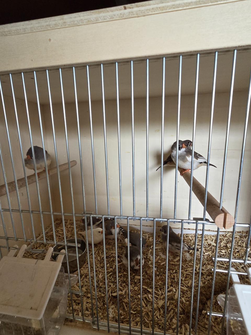 10 stuks zebravinken