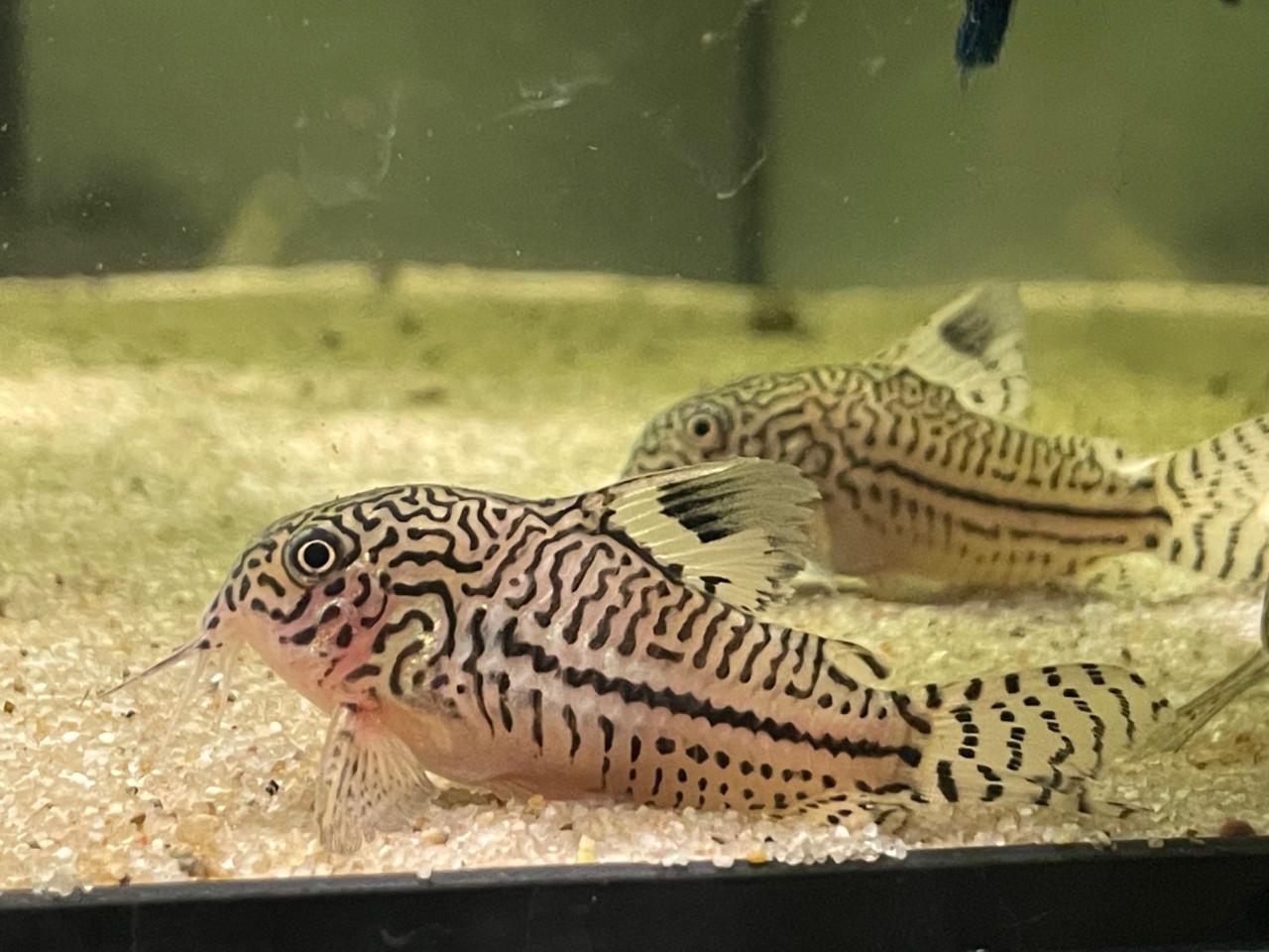 Hoplisoma (corydoras) Trilineatum