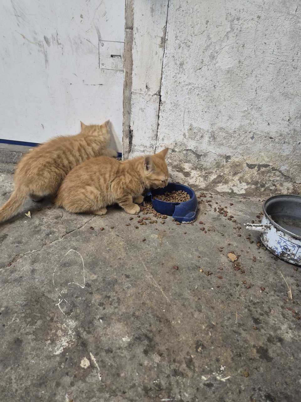 Kittens