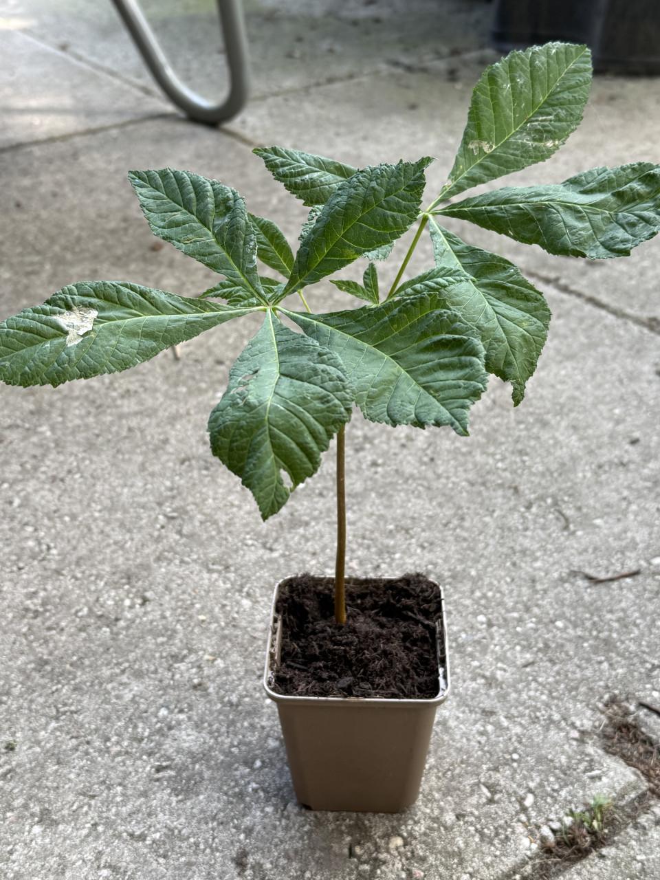 40 kastanjeboom stekken in pot
