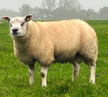 Ram schaap schapen dekram Aid feest