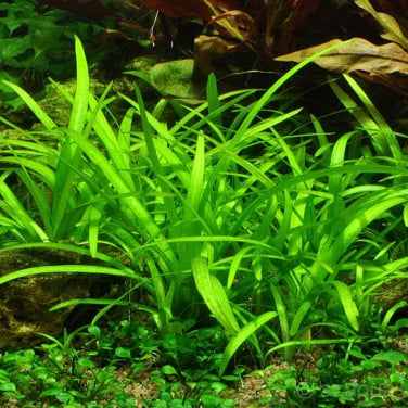 Sagittaria subulata