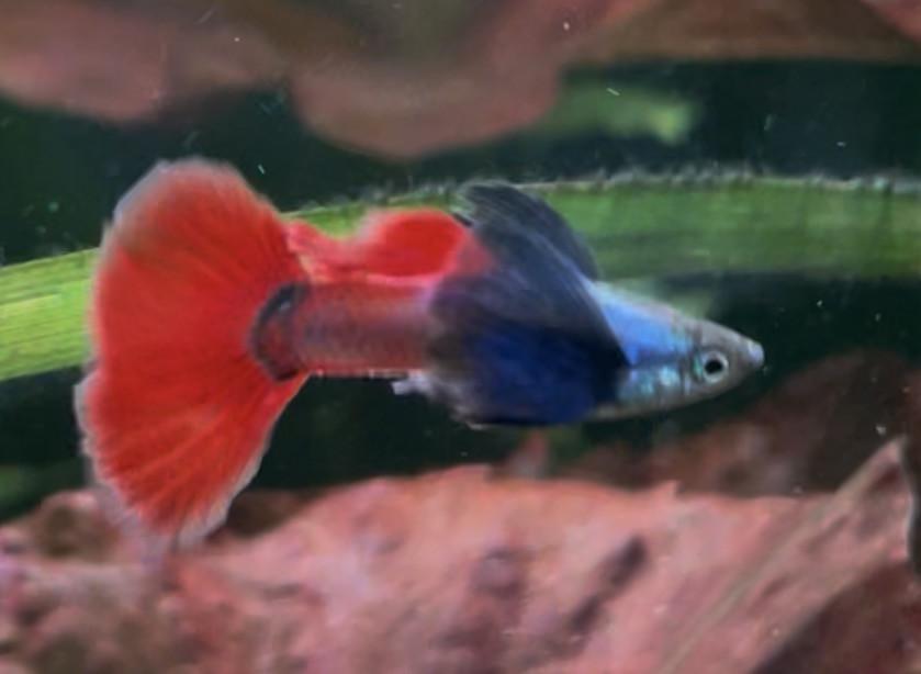 Platinum dumbo ear red tail guppy mannen.