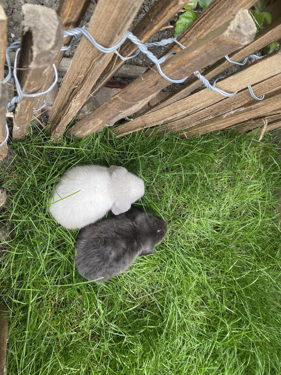 Jonge Mini Lop konijnen