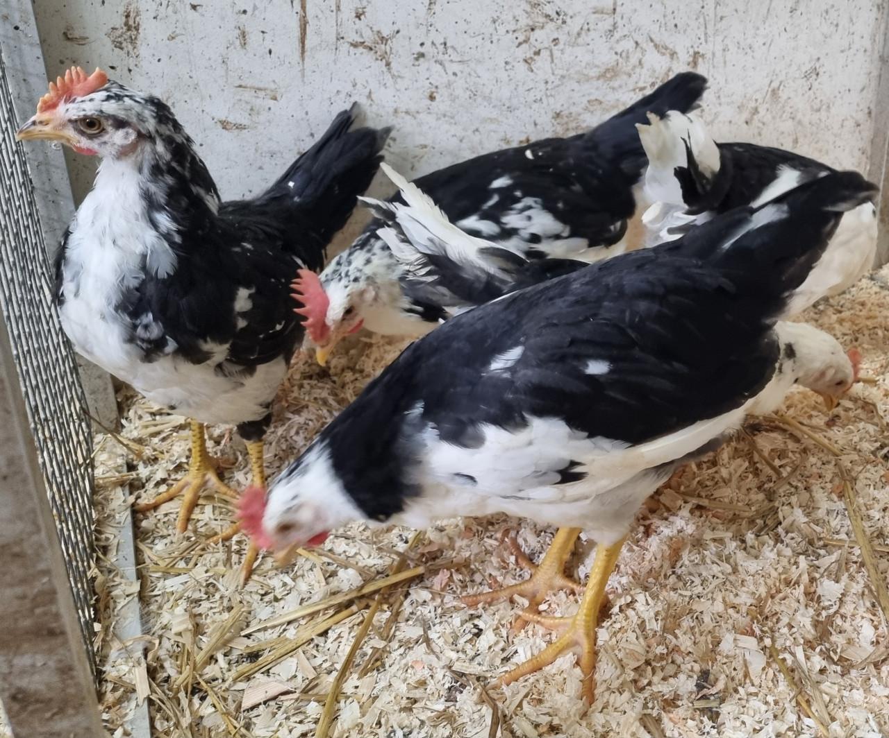 Gratis bonte leghorns