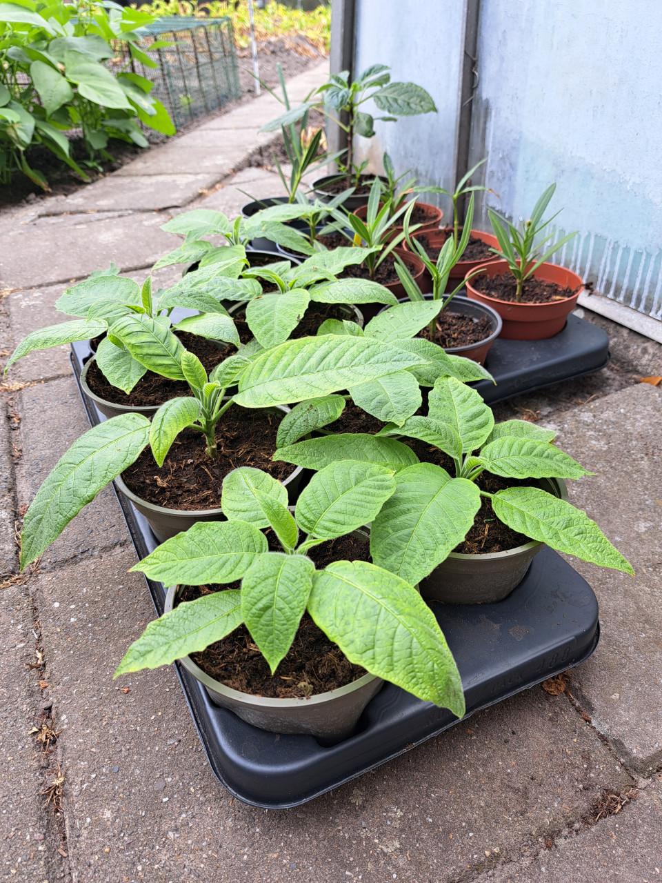 VERSCHILLENDE TUINPLANTEN