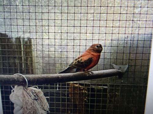 TE KOOP BOERKE PARKIET PAST NIET TUSSEN MIJN VOGELS !