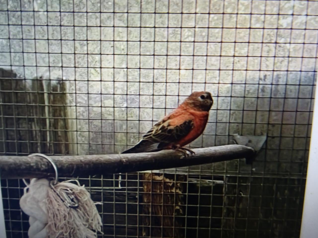 TE KOOP BOERKE PARKIET PAST NIET TUSSEN MIJN VOGELS !