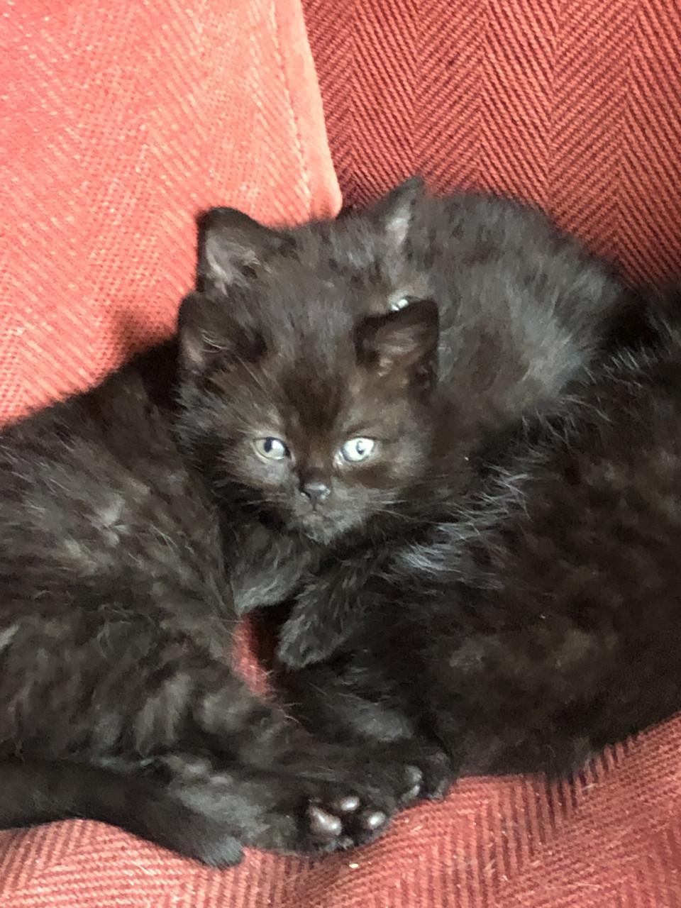 Lieve kittens