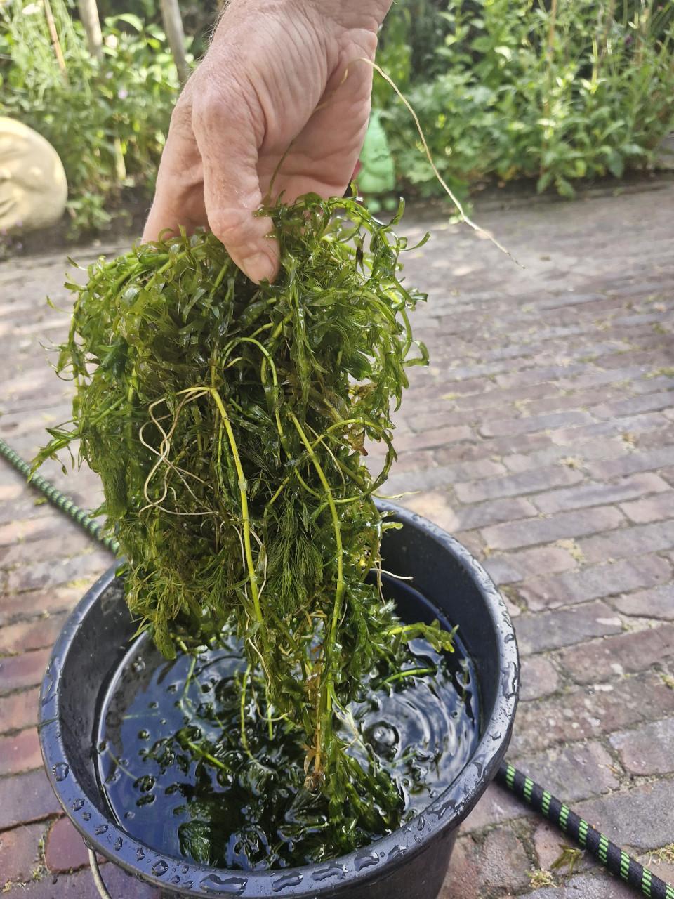 Vijverplanten/zuurstofplanten