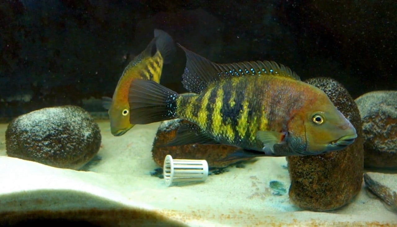 Aquariumvissen