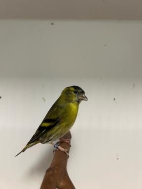 1-1 sijs wildkleur x ivoor