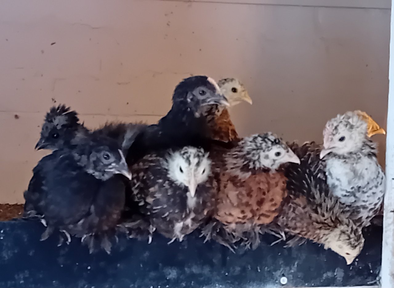 Jonge sabelpootkriel hennetjes