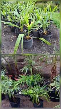 Origineel kadootje | palmboompjes 10euro.