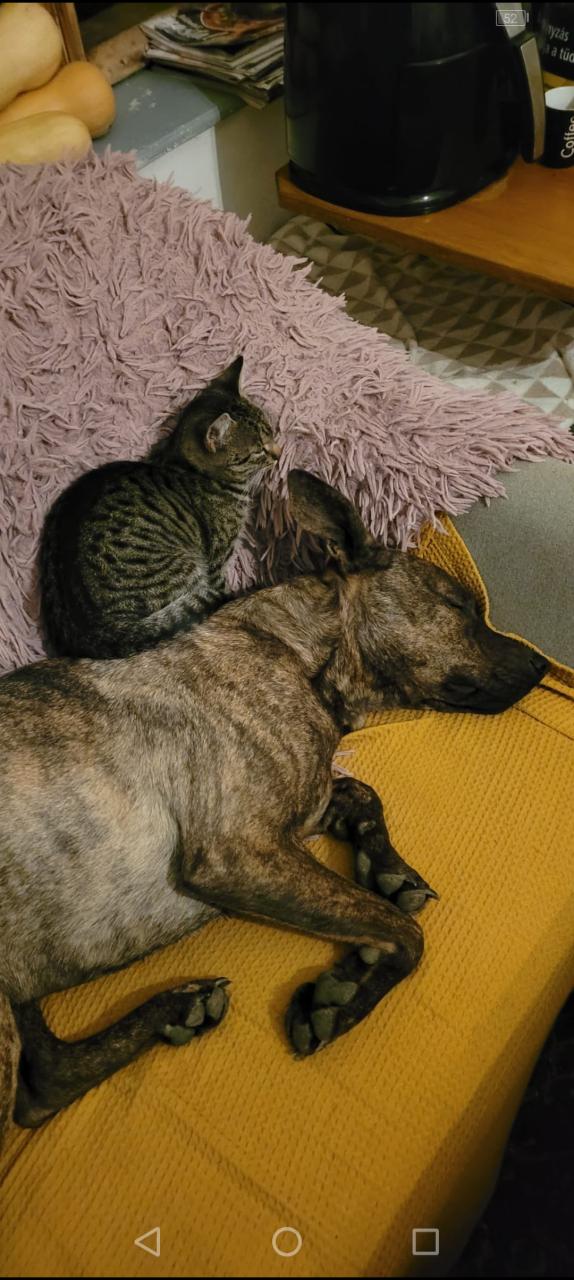 3 jarige sociale reu, Stafford/herder mix