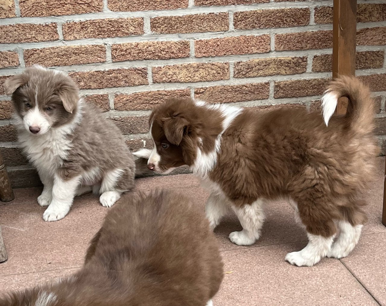 Border collie puppies