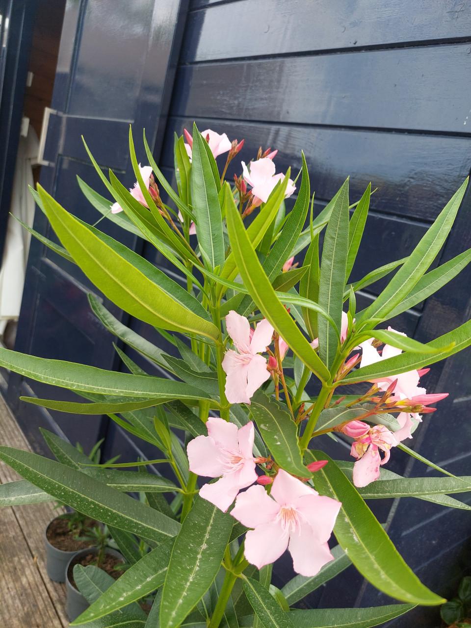 Oleanders