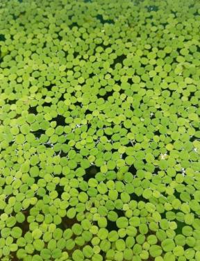 ACTIE !!!!! Salvinia Minima | Vlotvaren | Drijfplant