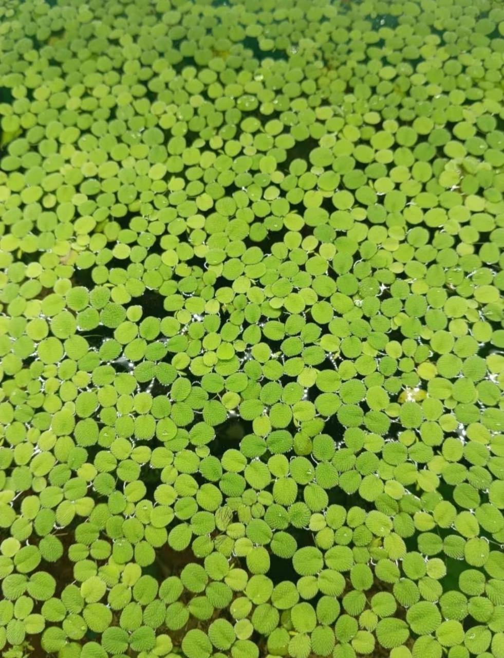 ACTIE !!!!! Salvinia Minima | Vlotvaren | Drijfplant