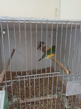 Volière vogels