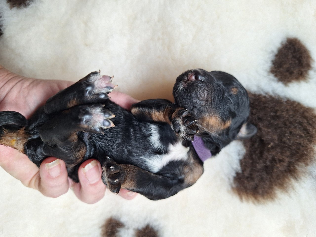 Bernedoodles pups