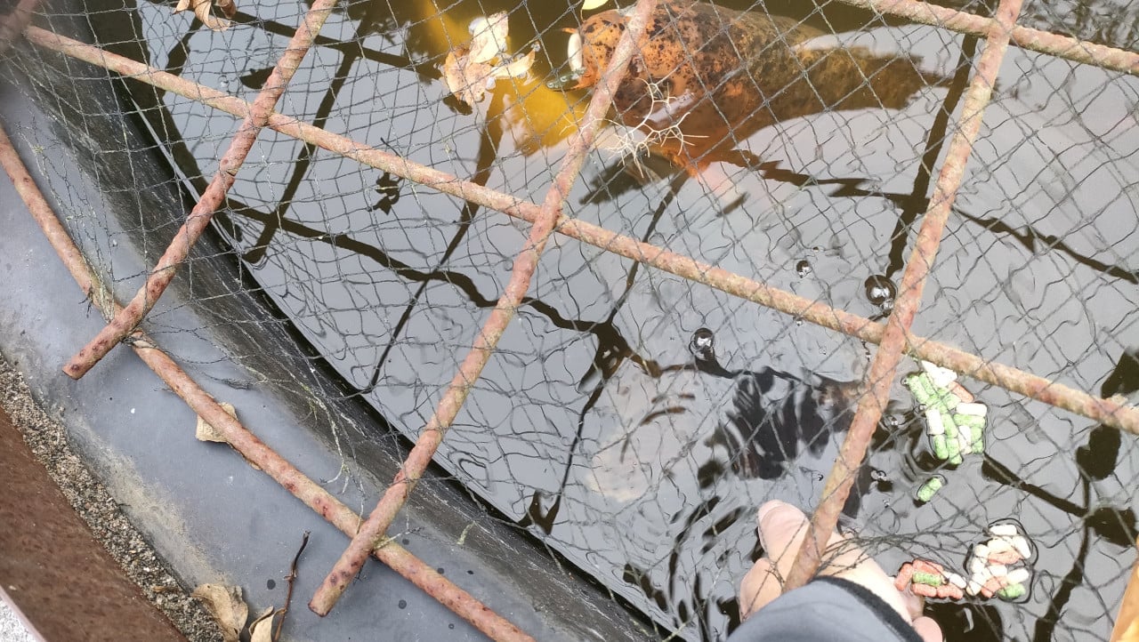Koi vissen