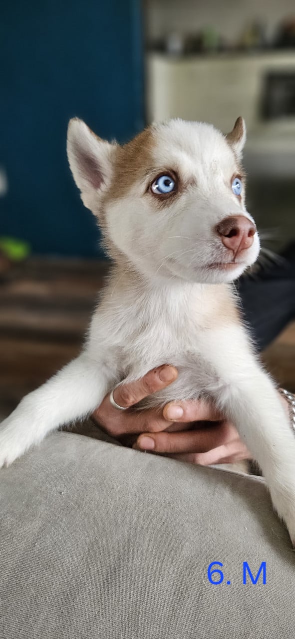 Prachtige husky-puppy's op zoek naar een permanent thuis