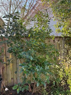 Gratis Viburnum tinus