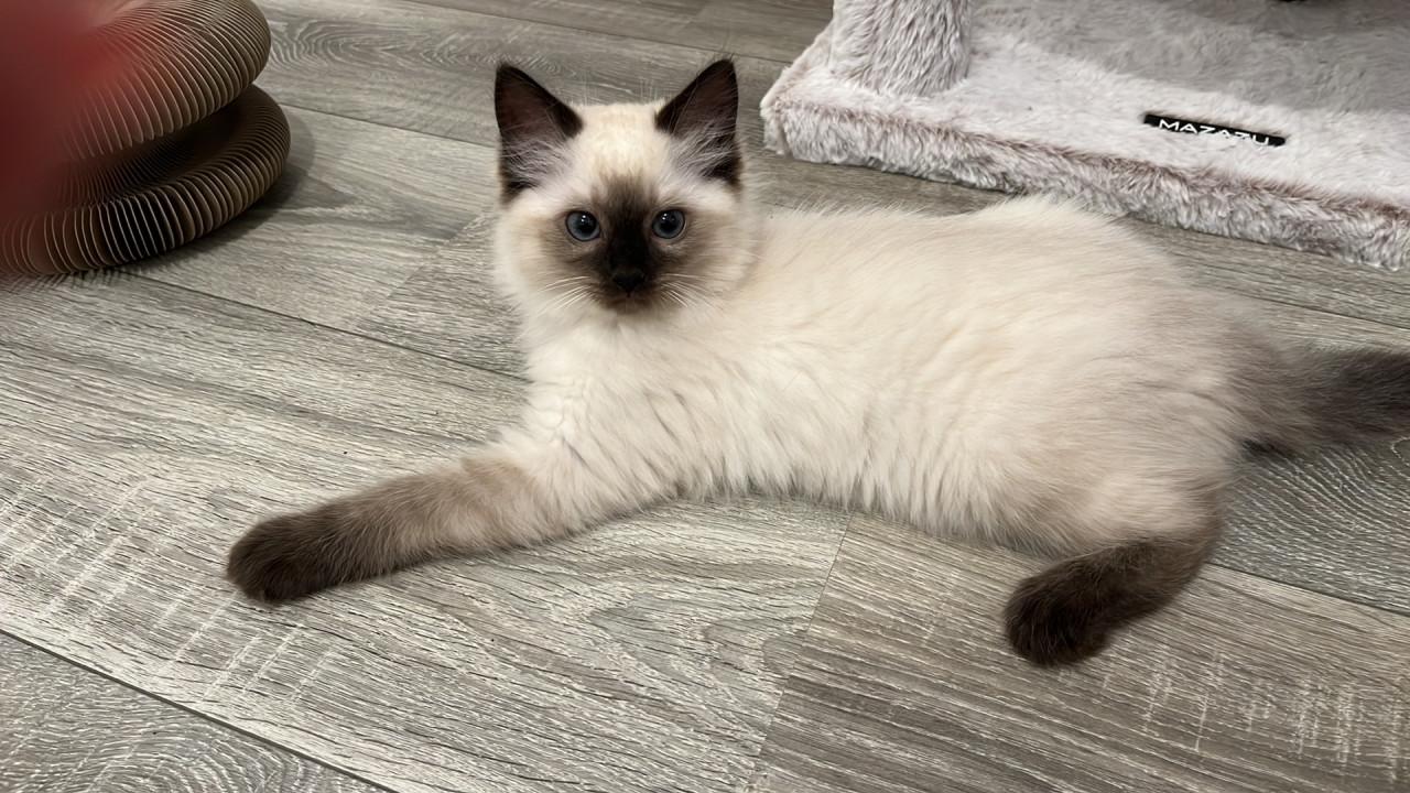Ragdoll kittens