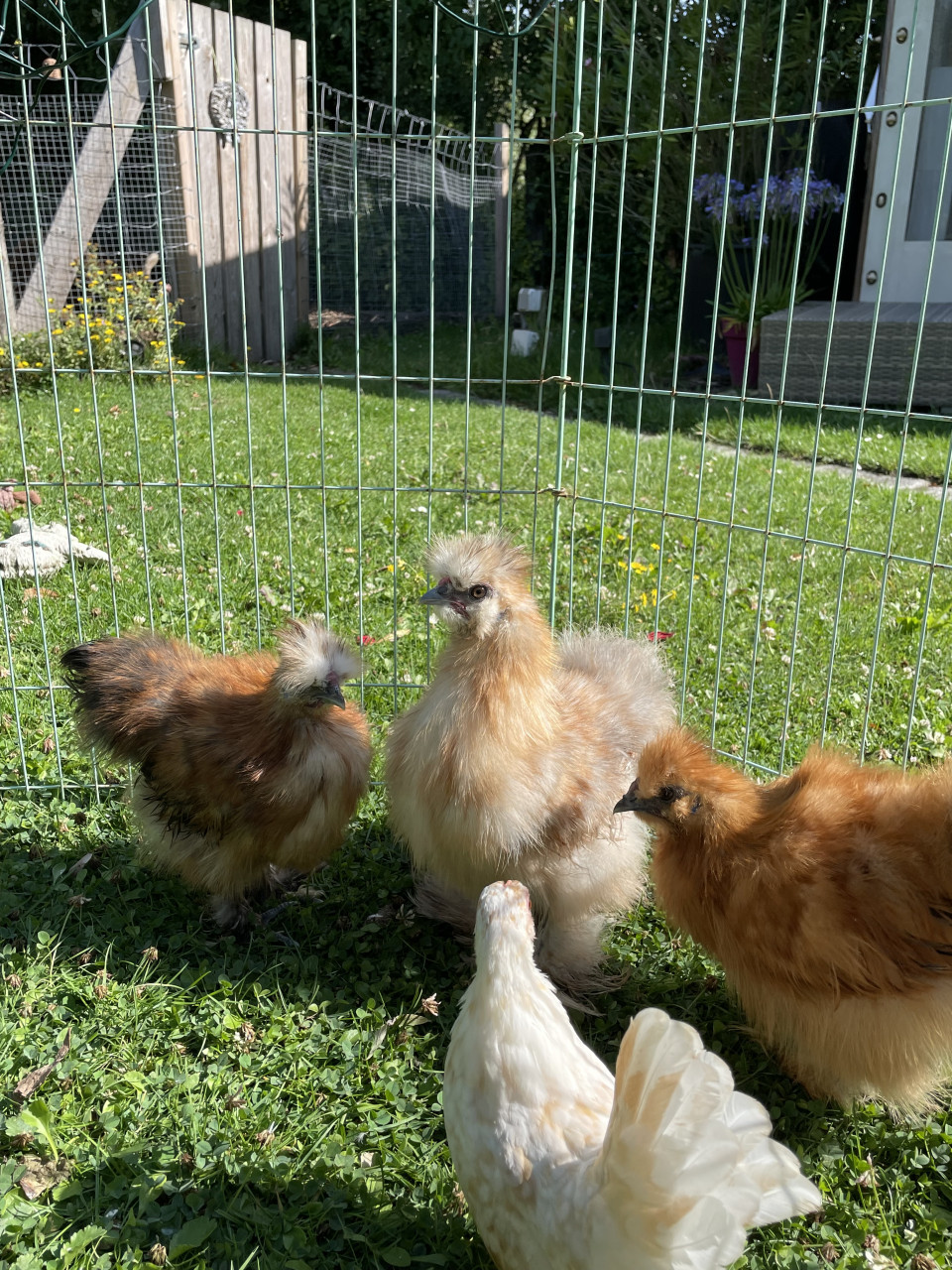 Drie zijdehoen haantjes zoeken fijn thuis. 12 weken oud