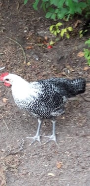 2 Jonge Brakelhanen te koop,zilverbrakel