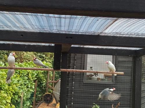 Rijstvogels