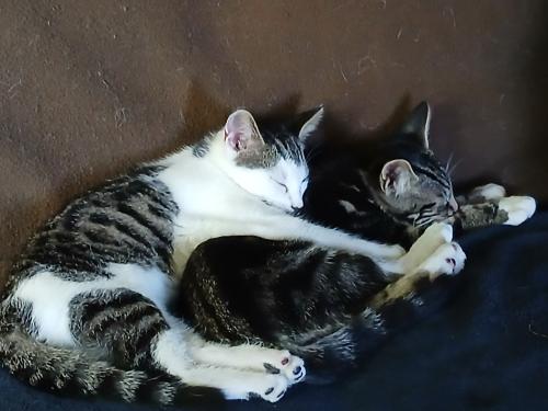 Kittens 24 april 2026