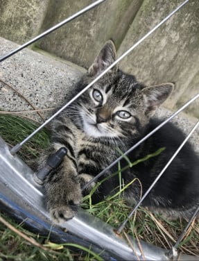 Kitten / kittens zoeken gouden mandje!
