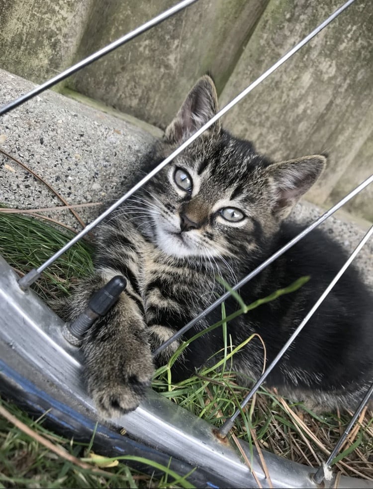 Kitten / kittens zoeken gouden mandje!
